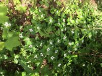 Dogwood Plant