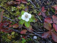 Dogwood plant
