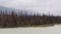 Durch Waldbrand gebeutelte Natur 