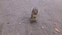 Eichhörnchen auf dem Mont Royal