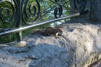 Eichhörnchen