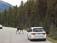Ein Moose geht da, wo kein Zebrastreifen ist