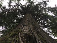Ein Urbaum