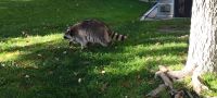 Ein Waschbär bei CN Tower - Toronto, Kanada