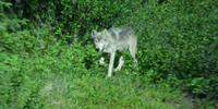 Ein Wolf auf unserer Strecke