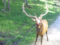 Ein aufgeweckter Wapiti-Hirsch