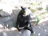 Ein trauriger Bär