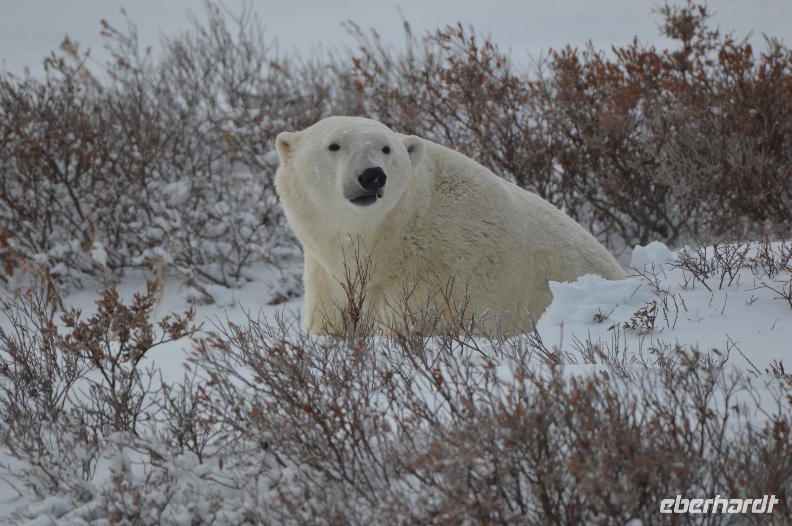 Eisbär 10