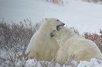 Eisbär 11