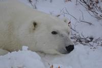 Eisbär 12