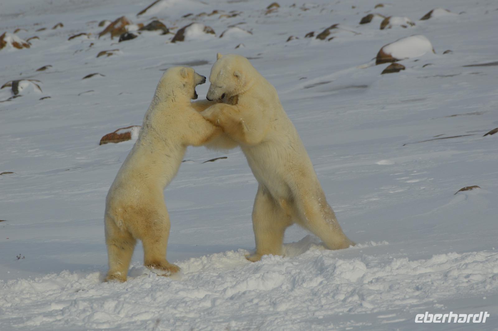 Eisbär 6