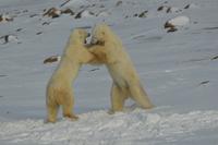 Eisbär 6