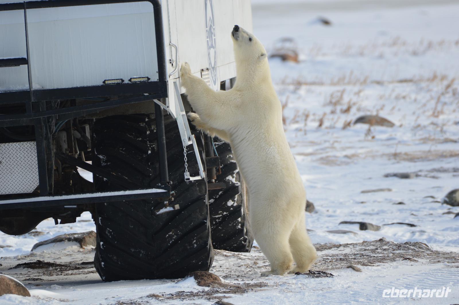Eisbär 8