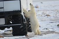Eisbär 8