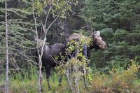 Elche im Jasper Nationalpark  (1)