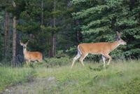 Elks in den Rockies