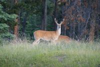 Elks in den Rockies