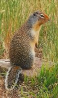 Erdhörnchen beobachtet die Umgebung