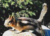 Erdhörnchen