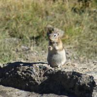 Erdhörnchen