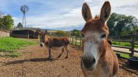 Esel auf der O'Keefe Ranch