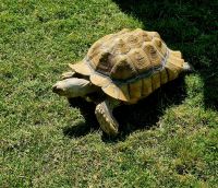 Exotischer Gast (1)