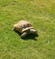 Exotischer Gast (2)