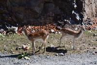 Fahrt durch den Omega-Wildpark - Rehe