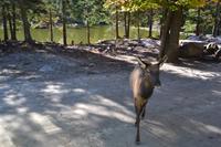 Fahrt durch den Omega-Wildpark - Wapitis