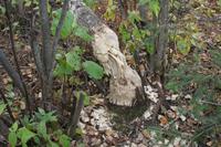 Frische Biberspuren