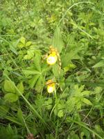 Gelbe Frauenschuh Orchidee Riding Mountain NP