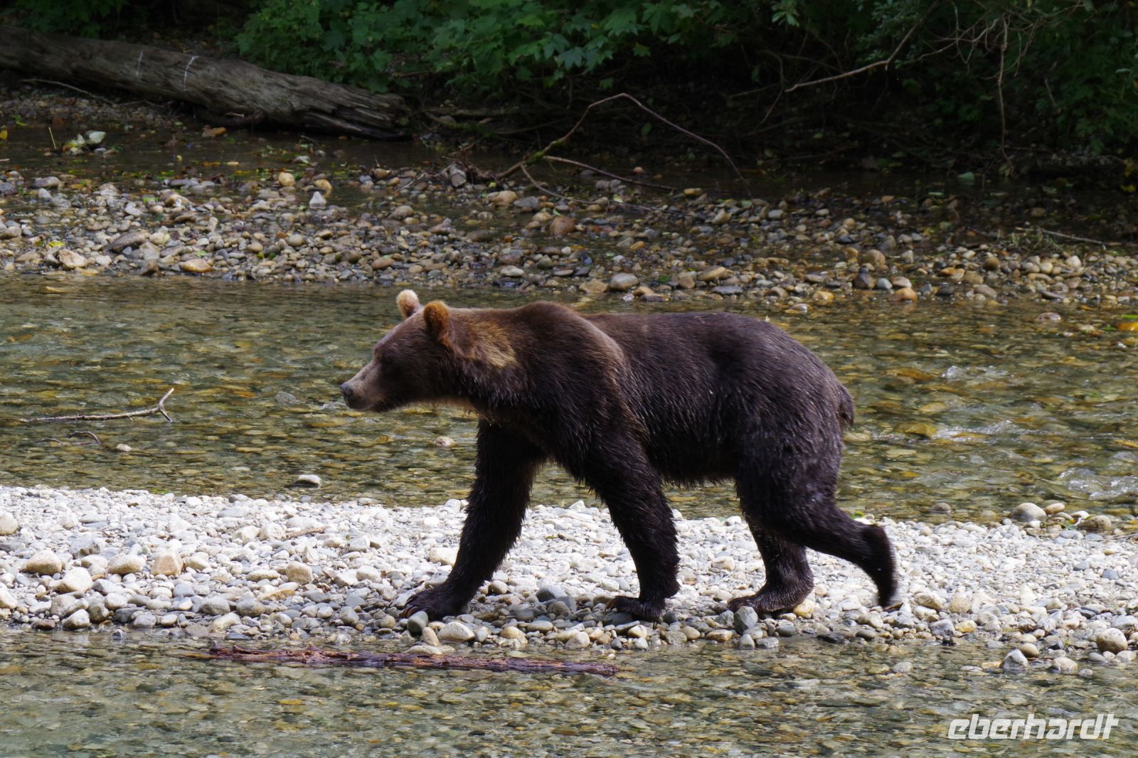 Grizzly Bär 10