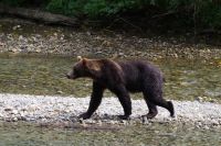 Grizzly Bär 10