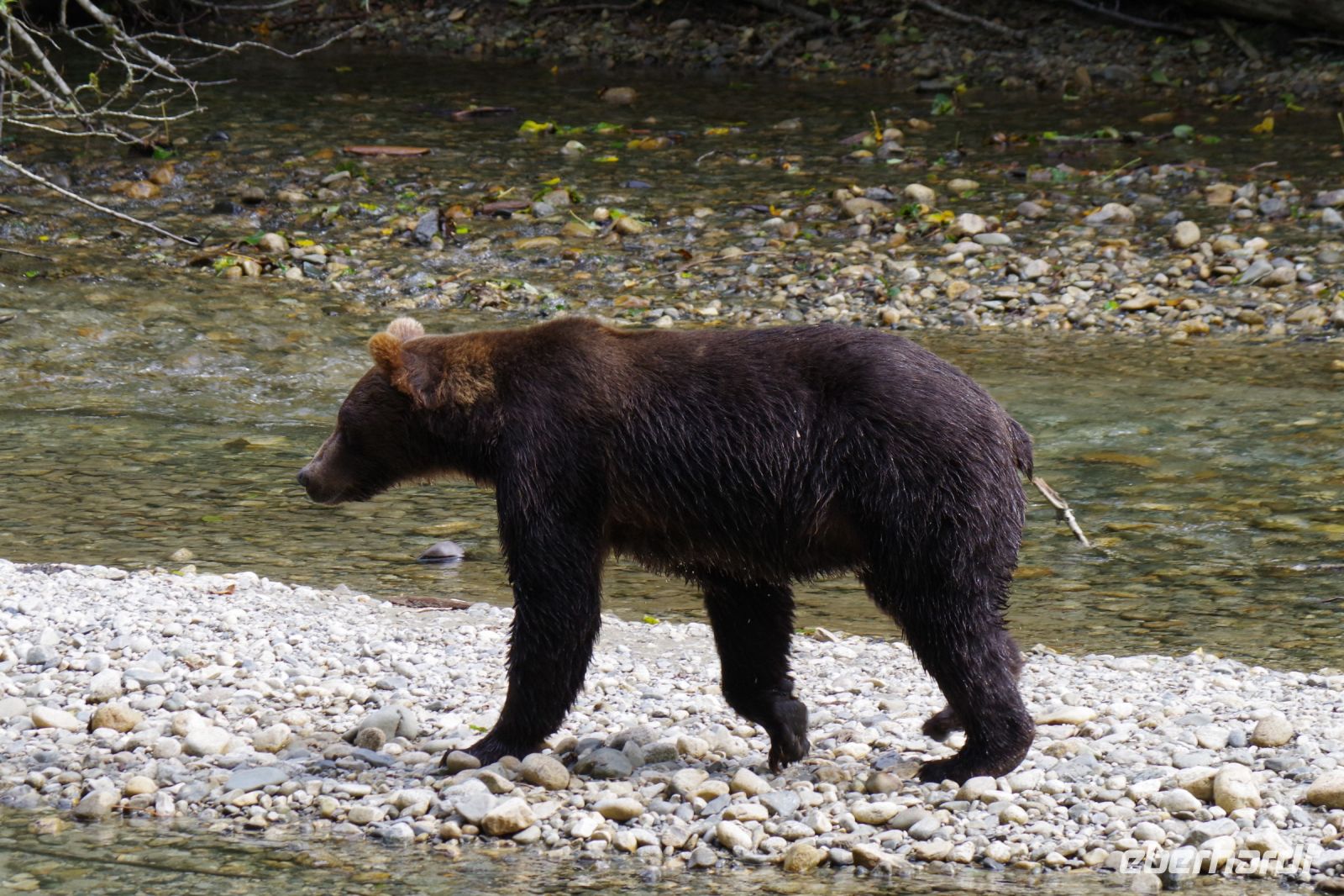 Grizzly Bär 11