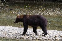Grizzly Bär 11