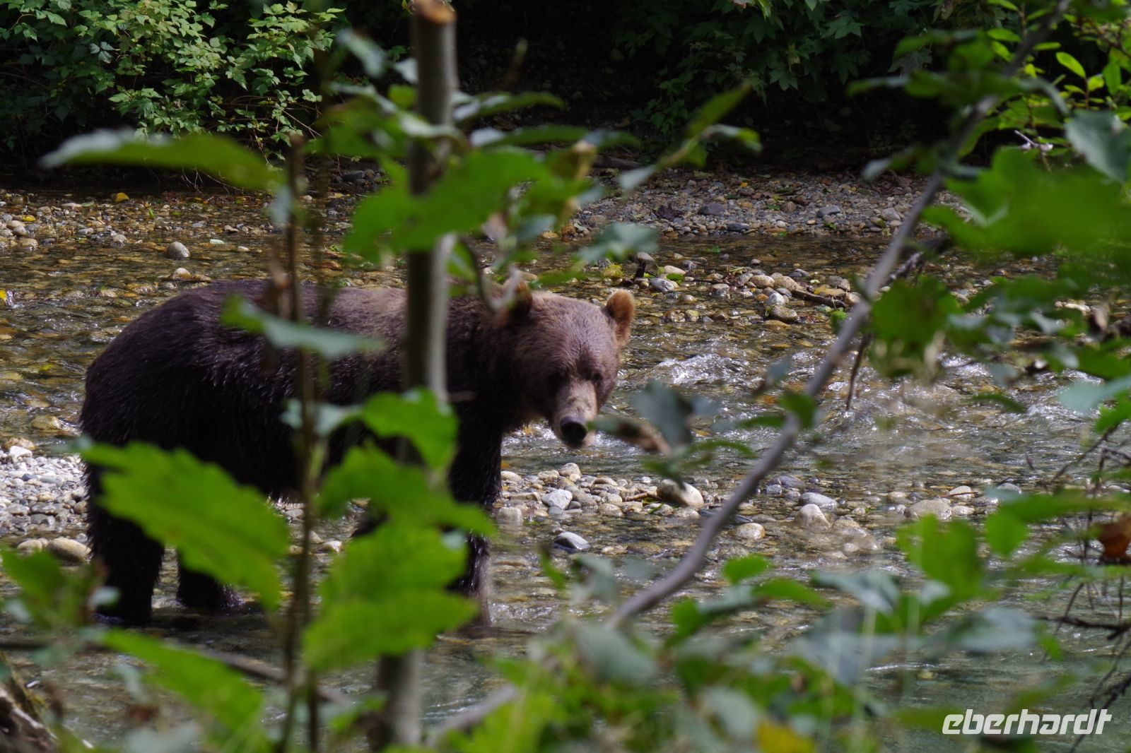 Grizzly Bär 12