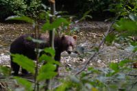 Grizzly Bär 12