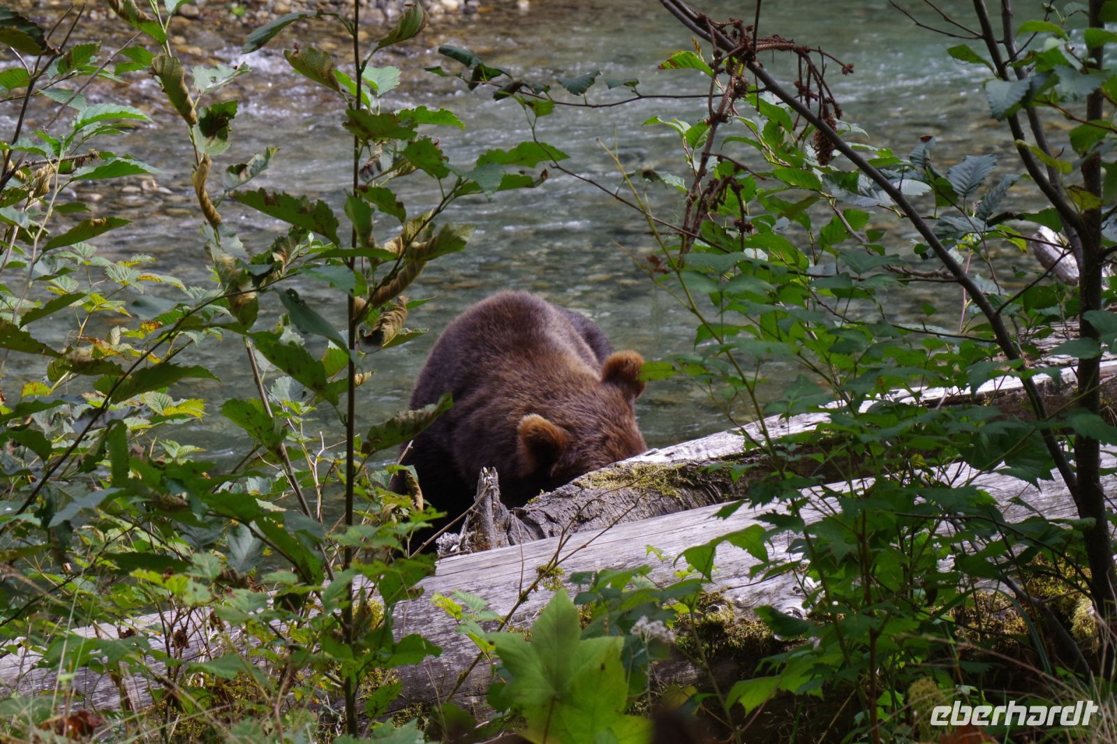 Grizzly Bär 13