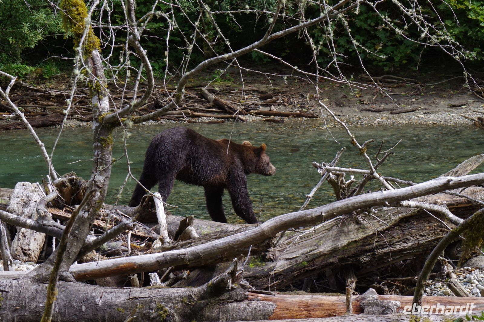 Grizzly Bär 14