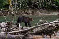 Grizzly Bär 14