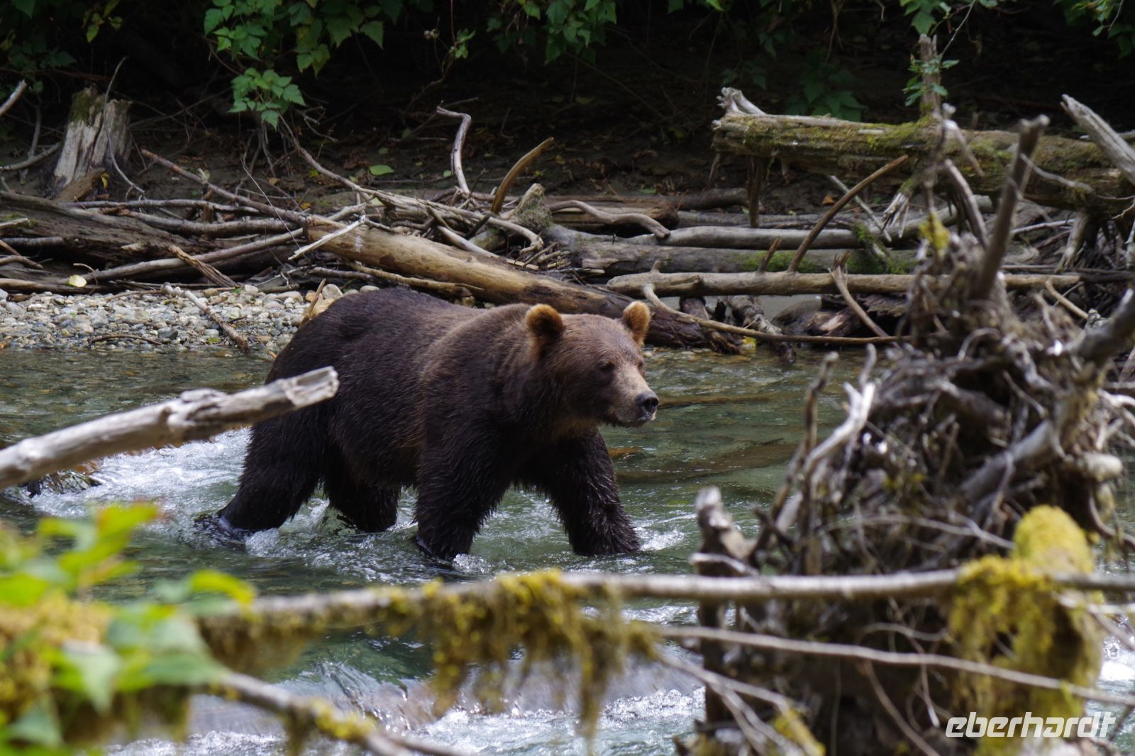 Grizzly Bär 15
