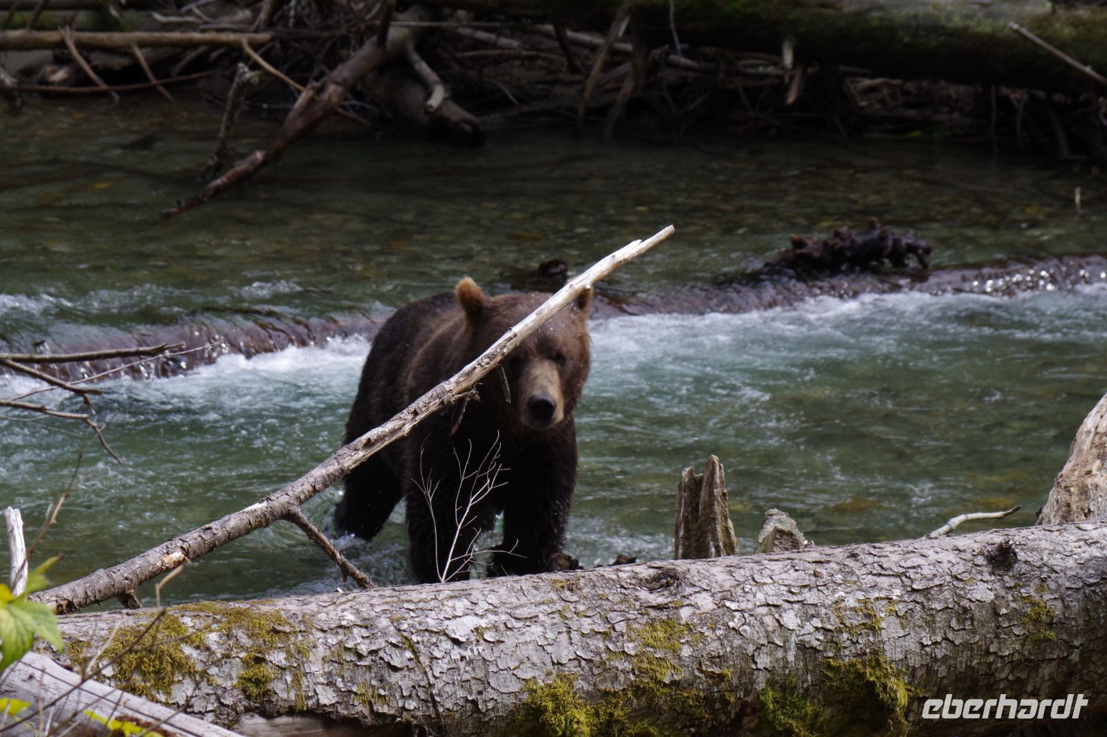 Grizzly Bär 16
