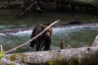 Grizzly Bär 16