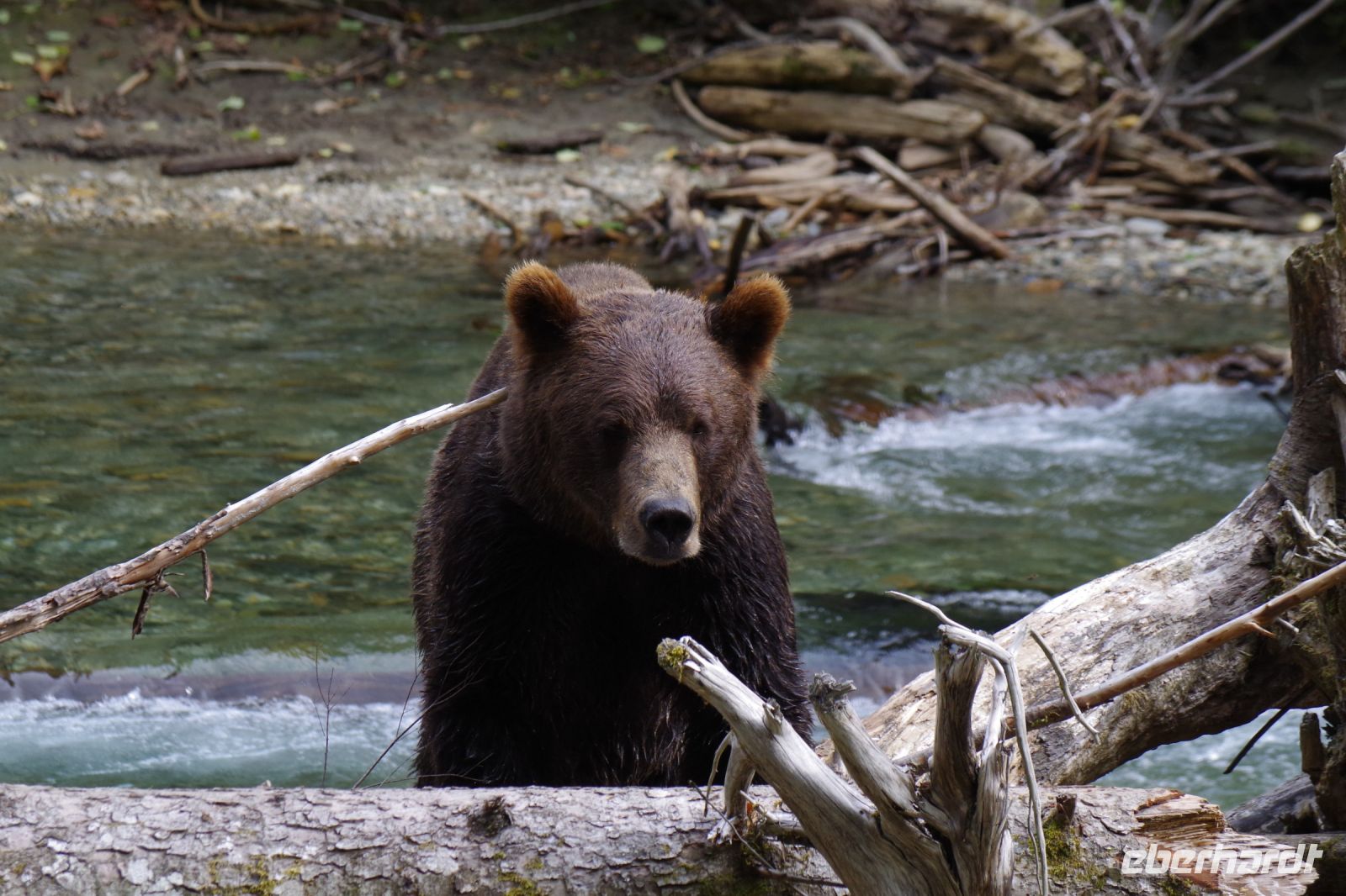 Grizzly Bär 17