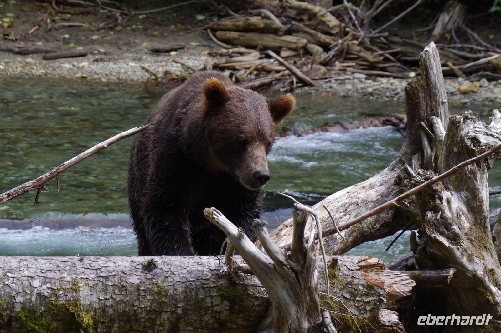 Grizzly Bär 18