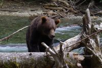 Grizzly Bär 18