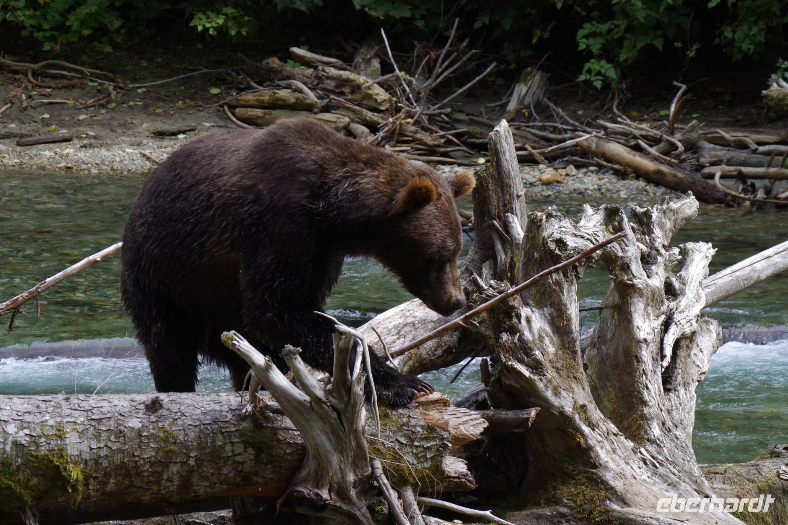 Grizzly Bär 19