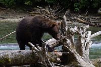 Grizzly Bär 19