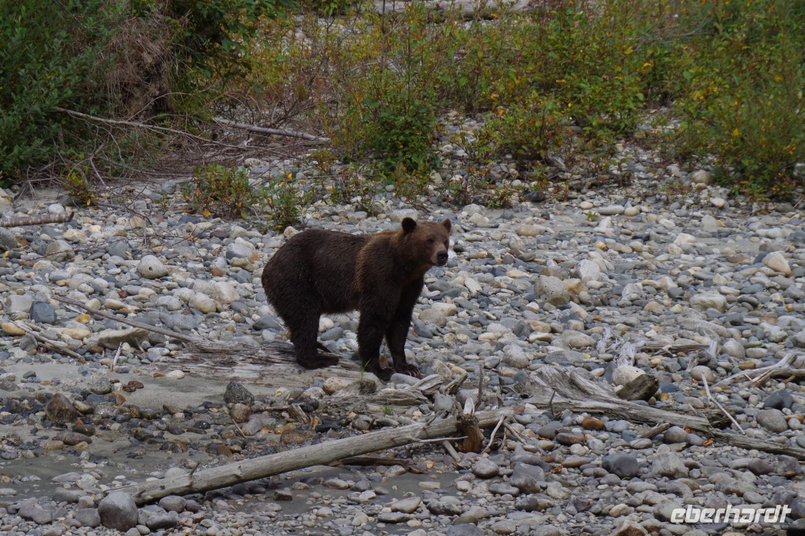Grizzly Bär 2