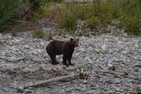 Grizzly Bär 2